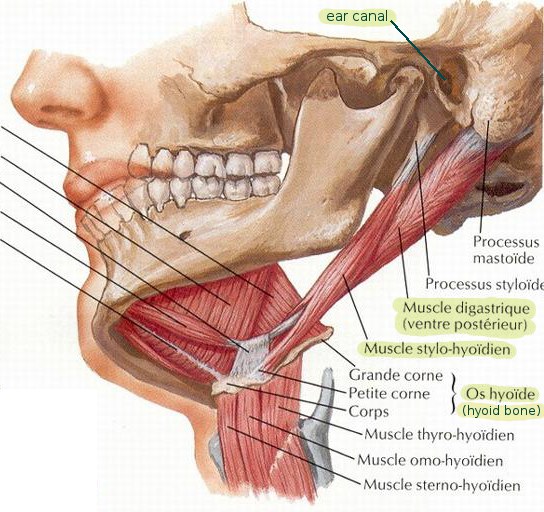 Strained Throat Muscle 121